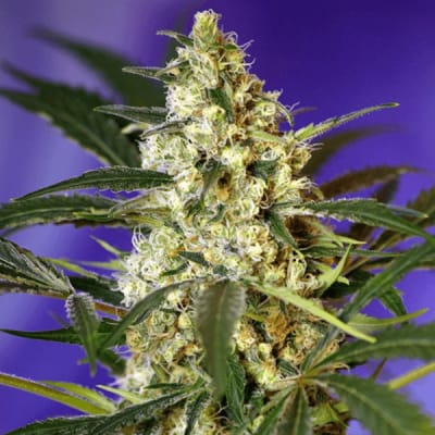 FAST BUD AUTO 3+1 - SWEET SEEDS