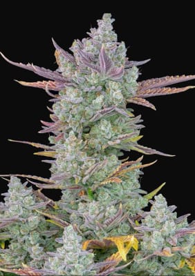 BANANA GORILLA AUTO - SEMILLA GRANEL