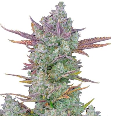 COOKIES GORILLA AUTO - SEMILLA GRANEL1