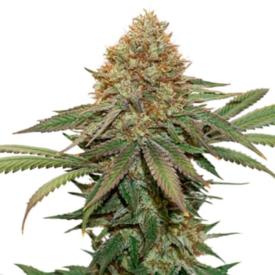 FRUIT CAKE FEM X3 - SEEDSTOCKERS