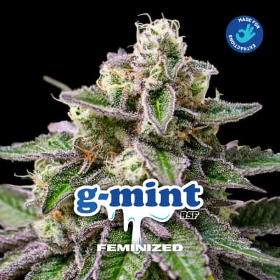 G-MINTS DL FEM X2 -  BSF SEEDS