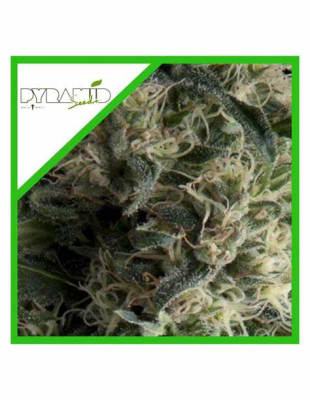 AUTO GALAXY X3+1 - PYRAMID SEEDS