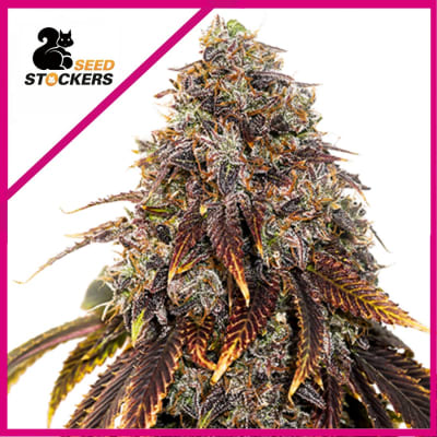 GELATO 41 AUTO X3 - SEEDSTOCKERS1