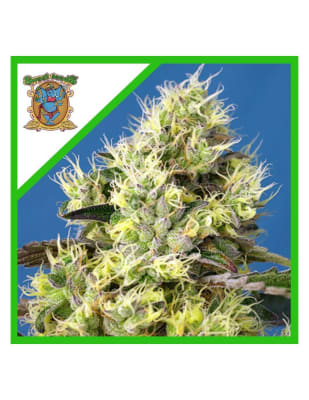 SWEET GELATO AUTO X3+1 - SWEET SEEDS1