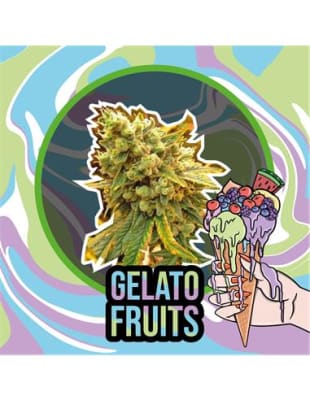 GELATO FRUITS FEM X4 - DELIRIUM SEEDS