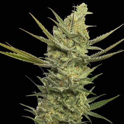 GIPSY HAZE FEM X3+1 - EVA SEEDS