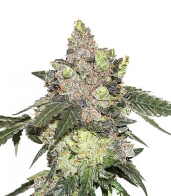GIRL SCOUT COOKIES X3 - SEEDSTOCKERS1