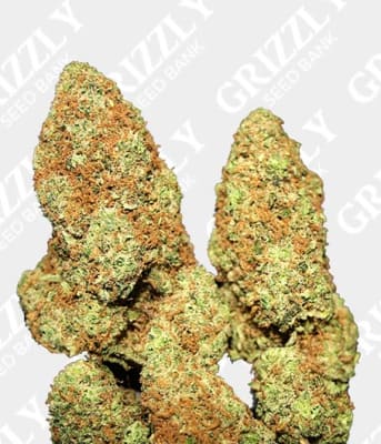 GORILLA GAS AUTO - SEMILLA GRANEL