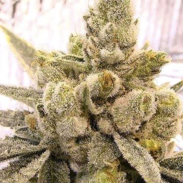 GORILLA FAST - SEMILLA GRANEL1