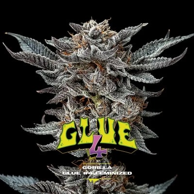GORILLA GLUE #4 GK FEM X4 - BSF SEEDS