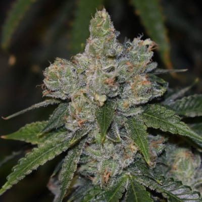 GORILLA GLUE FEM - SEMILLA GRANEL