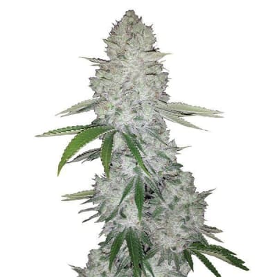 GORILLA AUTO - SEMILLA GRANEL1