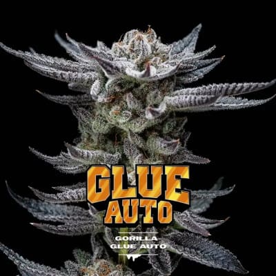 GORILLA GLUE AUTO GK X2 - BSF SEEDS1