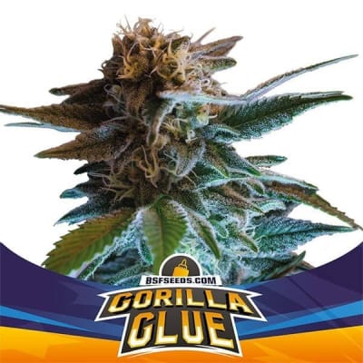 GORILLA GLUE AUTOMATICA GK X4 - BSF SEEDS