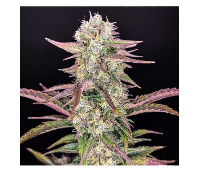 GORILLA ZKITTLEZ AUTO - SEMILLA GRANEL