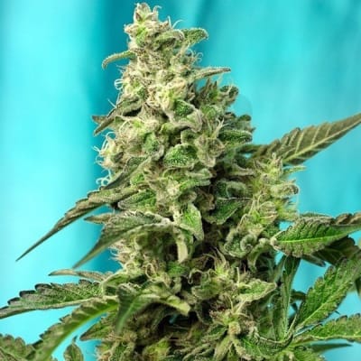 GREEN POISON FAST - SEMILLA GRANEL