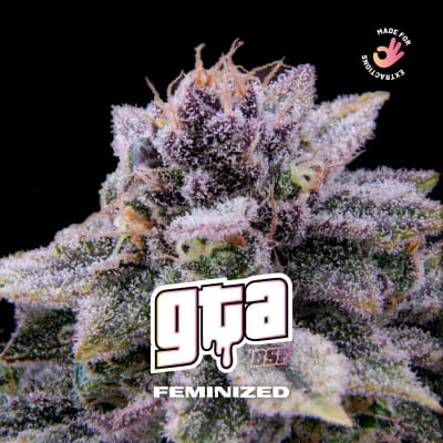 GTA DL FEM X12 - BSF SEEDS