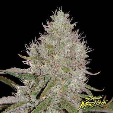 BIGG DADDY FAST VERSION F1 X3 +3 - STRAIN MACHINE1