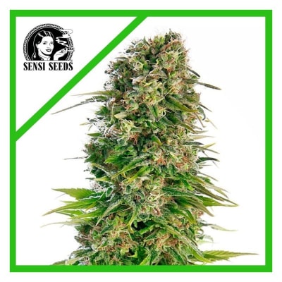 HINDU KUSH AUTO X3 - SENSI SEEDS