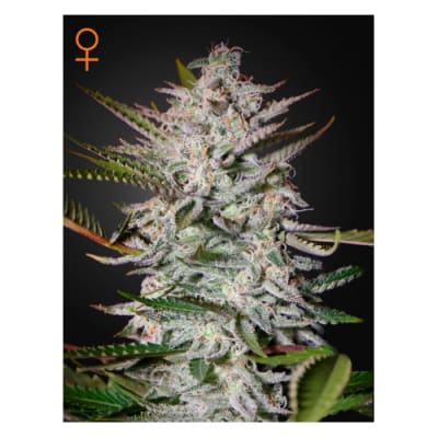 HOLY PUNCH FEM - GREEN HOUSE SEEDS