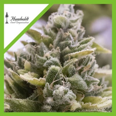 OG KUSH AUTO X3 - HUMBOLDT SEEDS