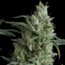 FEM SUPER OG KUSH X3+1 - PYRAMID SEEDS1