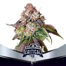 CRITICAL +2 FEM X4 - BSF SEEDS