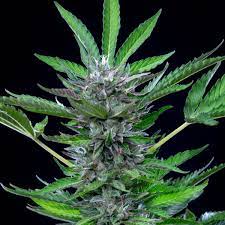 NORTH THUDER FUCK - AUTOMATICA - ROYAL QUEEN SEEDS