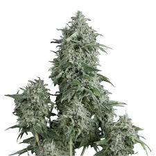 SUPEER OG KUSH FEM X1 - PYRAMID SEEDS1