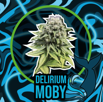 DLR MOBY XL FAST VERSION X4 - DELIRIUM SEEDS