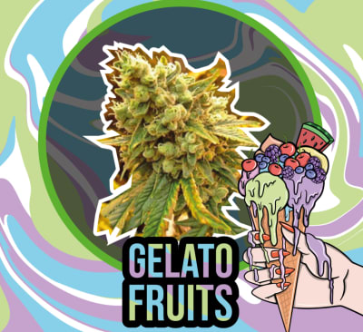 GELATO FRUITS AUTO X4 - DELIRIUM SEEDS