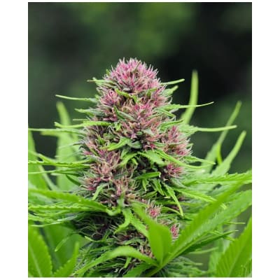 PUNTO MORADO FEM X4 - DELIRIUM SEEDS