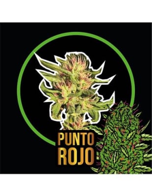PUNTO ROJO FAST VERSION X4 - DELIRIUM SEEDS1