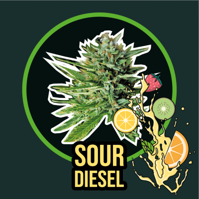 SOUL DIESEL XL FAST VERSION X4 - DELIRIUM SEEDS