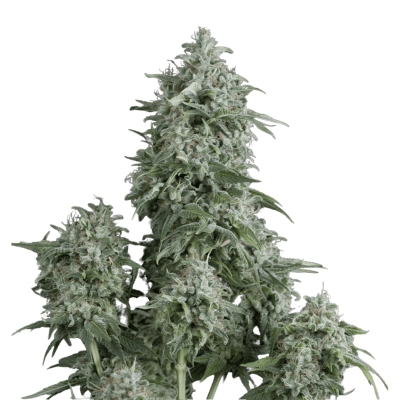 OLYMPIA FEM X3+1 - PYRAMID SEEDS