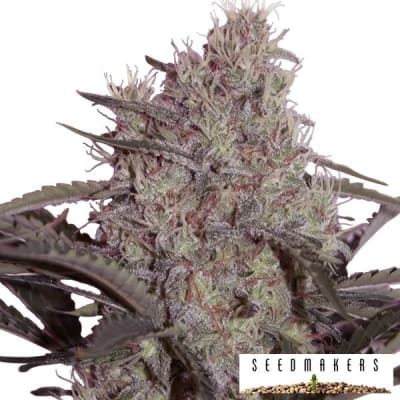 JACK WIDOW FEM X5 - SEEDSMAKERS