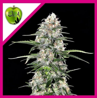 JAMAICAN DREAM FEM X3+1 - EVA SEEDS