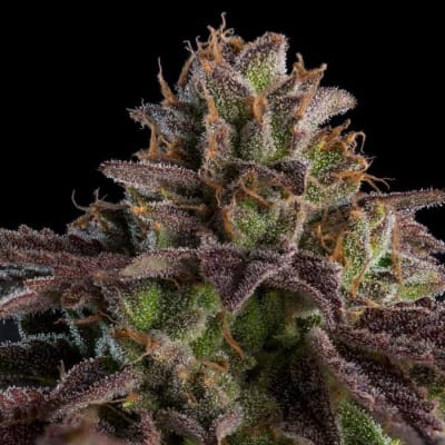 KMINTZ FEM X3 - RIPPER SEEDSS