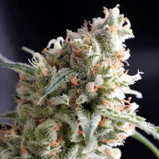 WATERMELON ZKITTLEZ FEM X3+1 - PYRAMID SEEDS