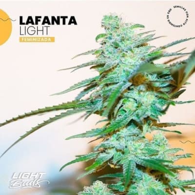LAFANTA AUTO X4 - LIGHT BUDS
