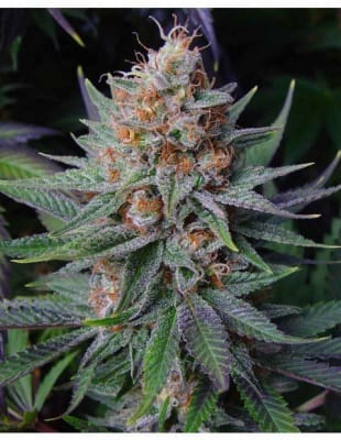 LAVENDER FEM X3 - 420 GENETICS