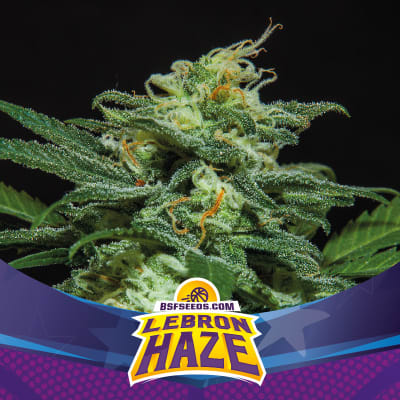 LEBRON HAZE AUTO X4 - BSF SEEDS