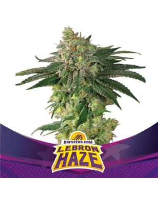 LEBRON HAZE AUTO X2 - BSF SEEDS1