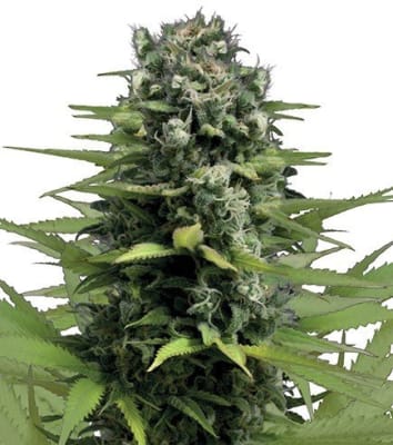 LEMON HAZE AUTO - SEMILLA GRANEL