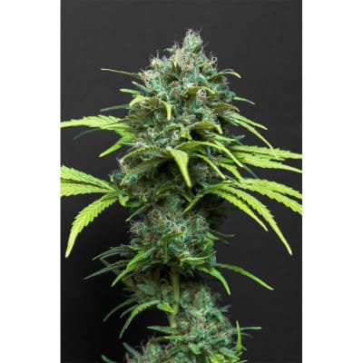 MADRID NIGHT HAZE FEM X3 - SPANISH PASSION SEEDS