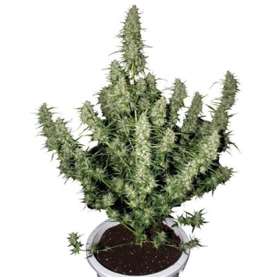 MAGNUM AUTO - SEMILLA GRANEL2