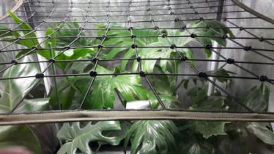 MALLA SCROG 80X80CM -14X14CM