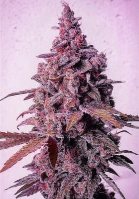 MANDARIN ZKITTLEZ FEM - SEMILLA A GRANEL