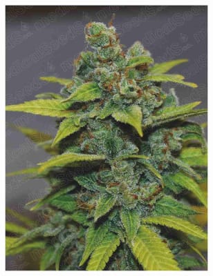BANANA ZKITTLEZ FEM X3+2 - MEDICAL SEEDS