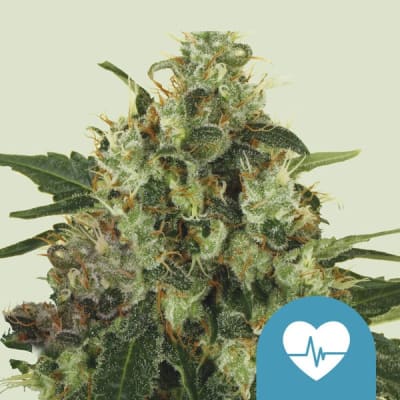 MEDICAL MASS FEM X3 - ROYAL QUEEN SEEDS